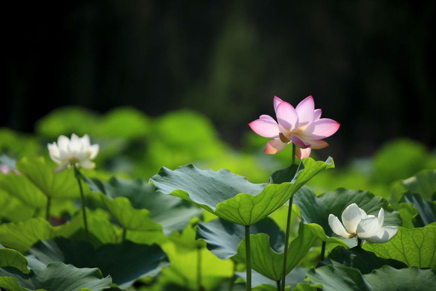 春夏秋冬各个季节分别有什么花