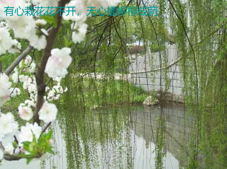 有心栽花花不开，无心插柳柳成荫是什么意思？
