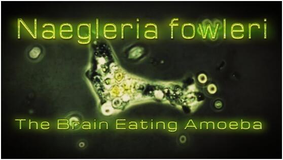 食脑虫正穿越美国向北迁移，食脑虫到底是啥？