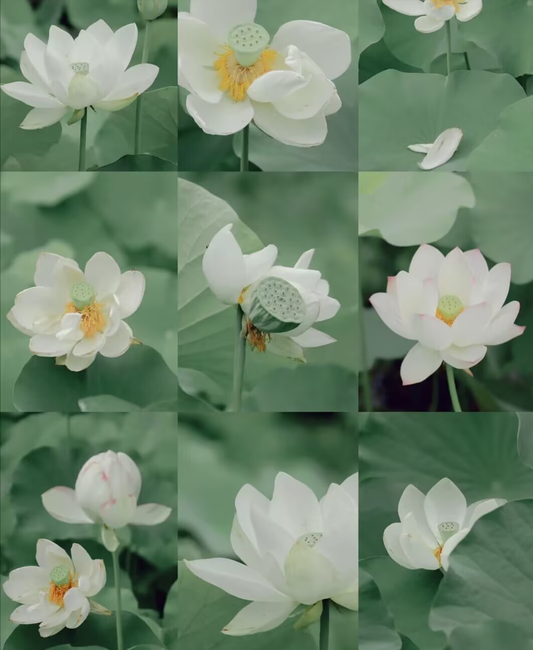 “白莲花”是什么意思？