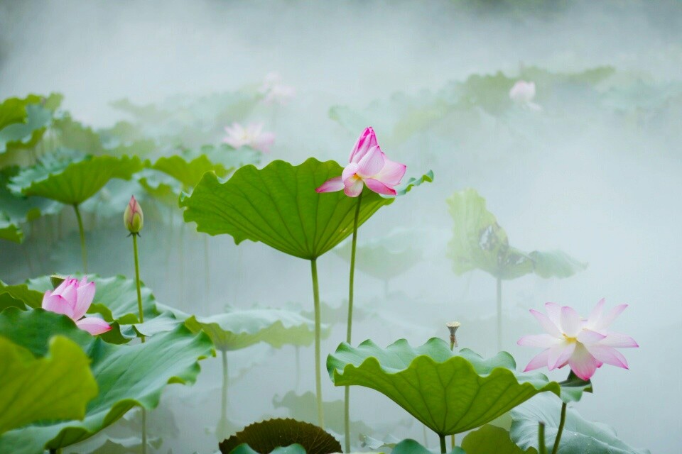 接天莲叶无穷碧的意思？