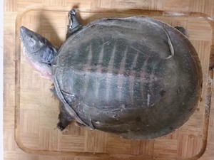 霸王别鸡怎么做？