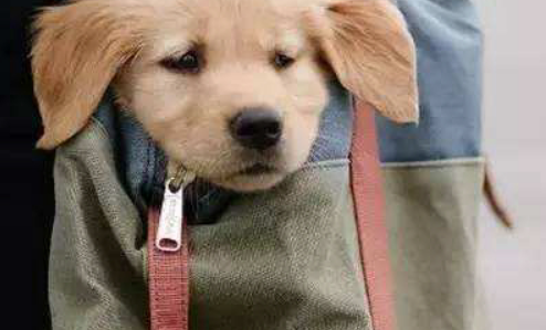 doggybag是什么意思