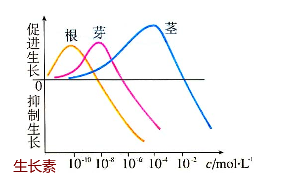 生长素的化学本质是什么？
