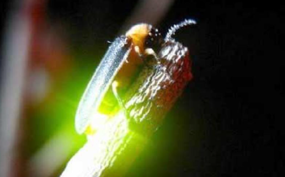 请给我几个动物仿生学的例子！！