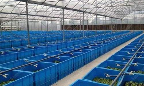 怎样饲养蝈蝈?