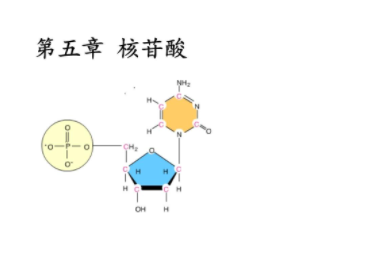 核苷酸结构是怎么样的？