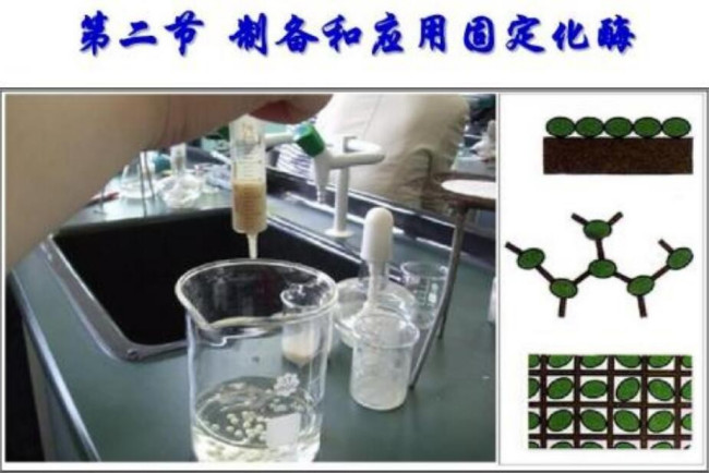 固定化酶和游离酶相比，有何优缺点