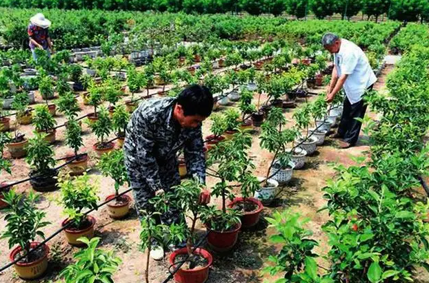 我国上世纪60年代进行的农业第一次绿色革命是指？