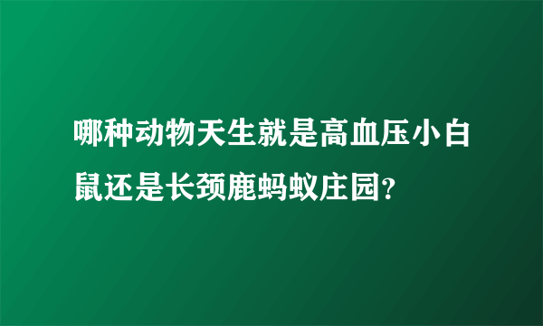 哪种动物天生就是高血压小白鼠还是长颈鹿蚂蚁庄园？