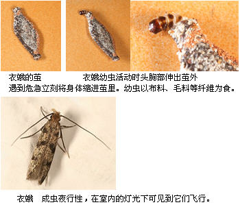 请问这是什么虫