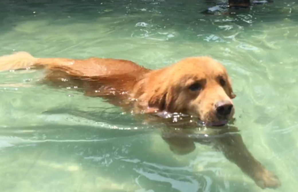 Doggy style是什么意思