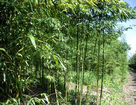 刚竹的特点