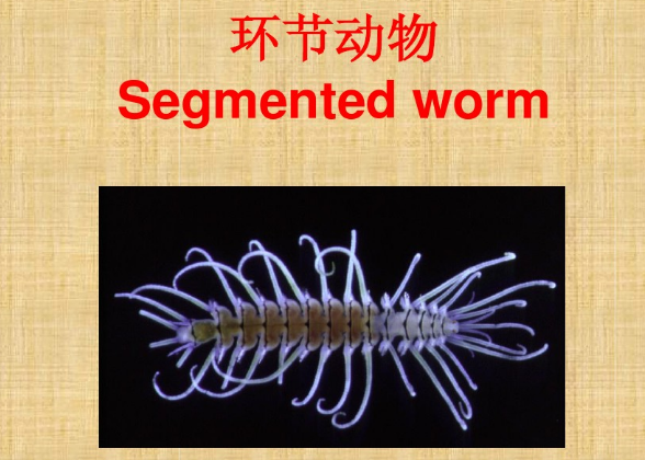 常见的环节动物都有什么？