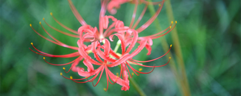 石蒜花怎么养，5种日常养护方法事项？