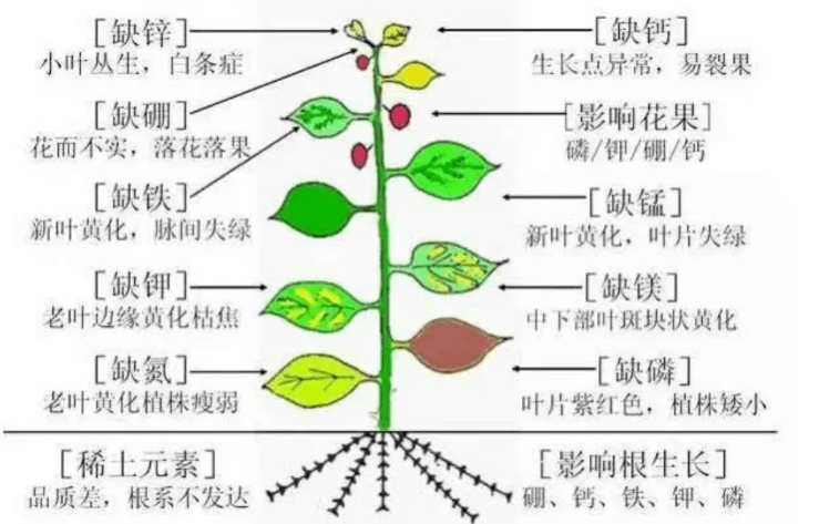 甜菜心腐病缺什么元素芭芭农场?