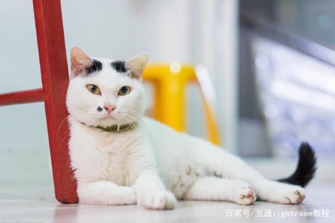 怎样拍摄出可爱的猫咪照片？