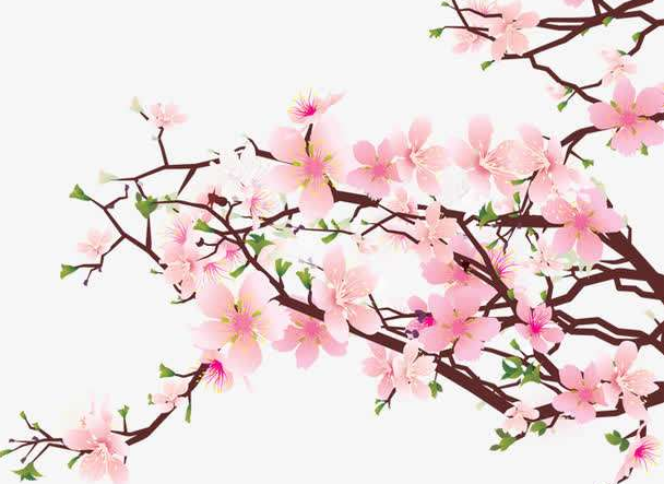 梅花有哪些精神品质