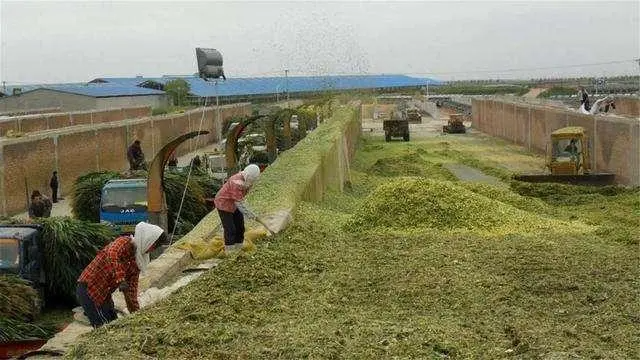 青储小麦