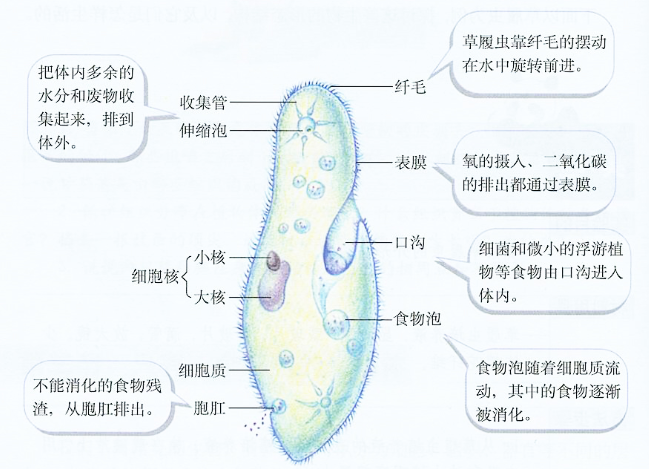 草履虫各个部位的功能和图片