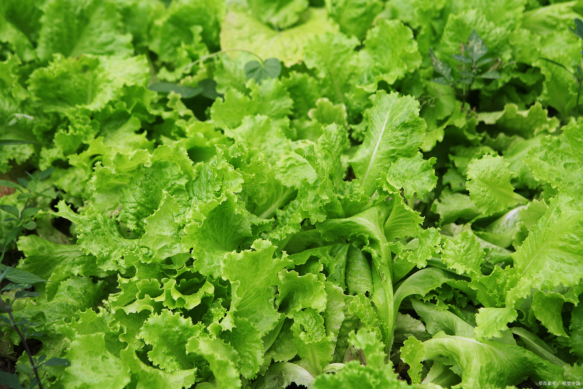 生菜是一种深受大众喜爱的蔬菜，那它是怎么种植出来的呢？