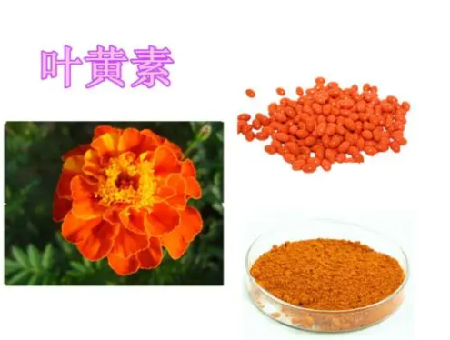 叶黄素是一种重要的抗氧化剂，叶黄素的主要功效都有什么？
