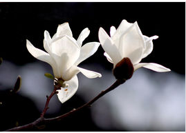 春天开的花有哪些?