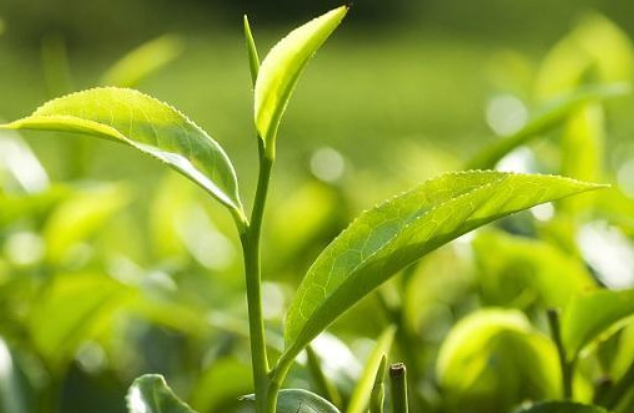 茶叶施用硝态氮肥与施用氨态氮肥的区别