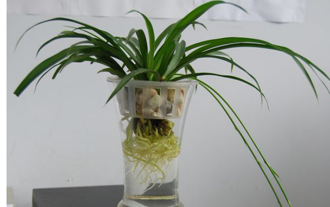 水培植物用什么营养液？