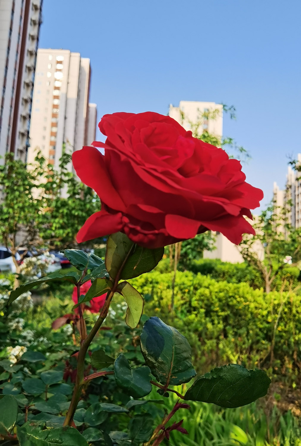 月季花有哪些特征？