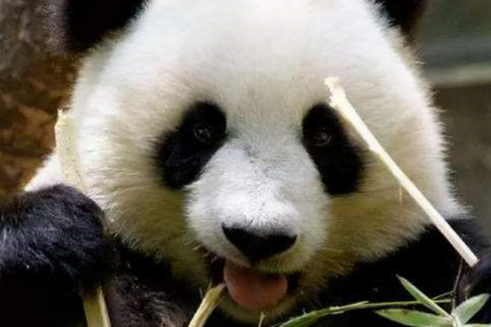 中国竟然有两种大熊猫，分别是哪两种？