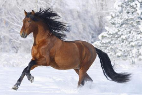 hOrse的中文意思是什么