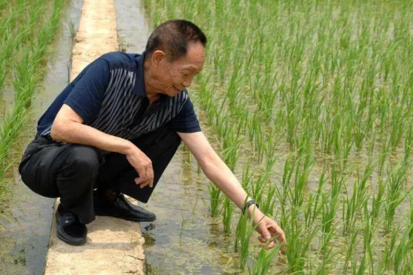 袁隆平生平回顾，他的一生都有哪些成就呢？