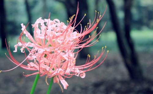 彼岸花的花语是什么？彼岸花象征着什么？