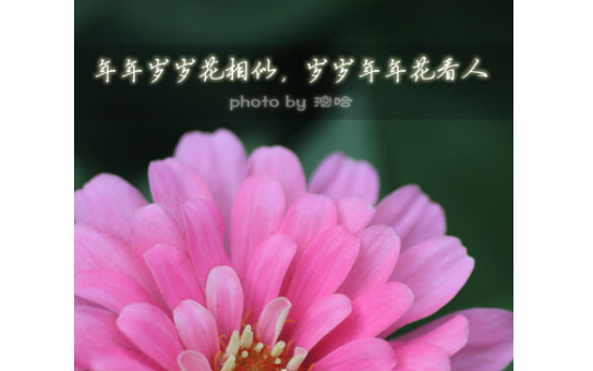 岁岁年年花相似整首诗是什么？