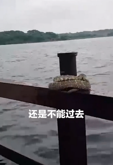 鸡群被洪水围困树枝七天，这些鸡最终被拯救了吗？