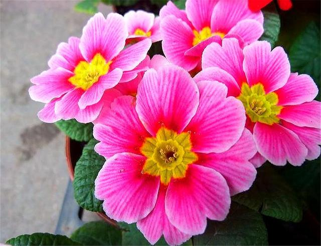 芬芳的意思是什么 ？