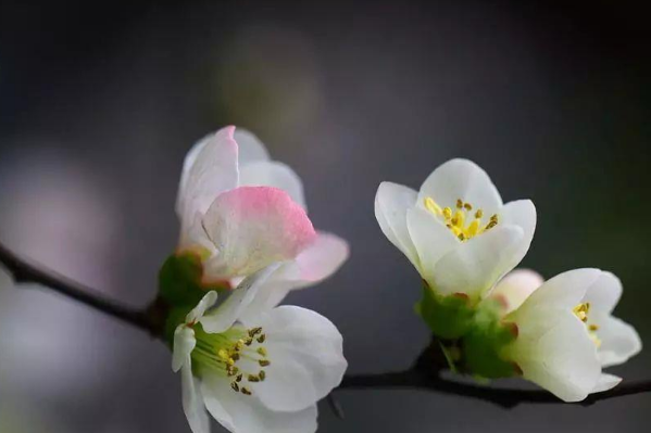 海棠花未眠下一句是什么？