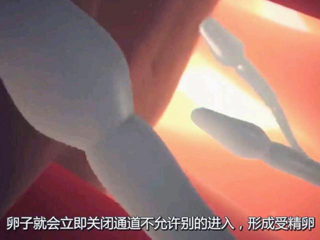 新生命是如何诞生的？