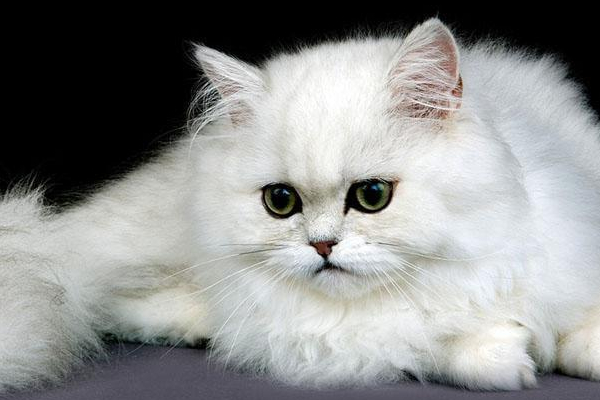 加菲猫和波斯猫怎么区分？有什么不一样。