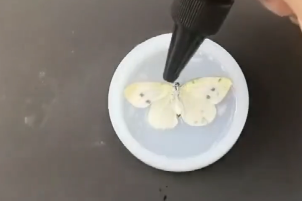 动物标本制作的方法有哪些？