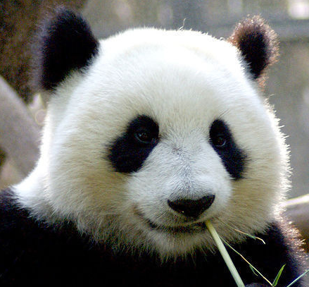 关于大熊猫的资料(外形特点  ，   生活习性）