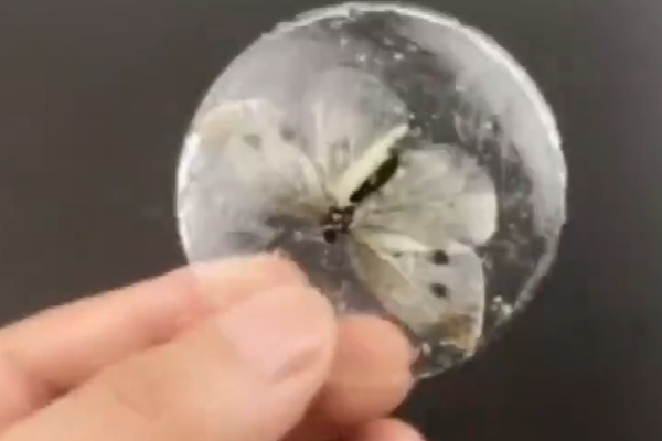 动物标本制作的方法有哪些？