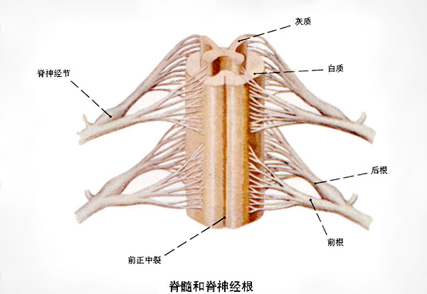 白质与灰质的作用