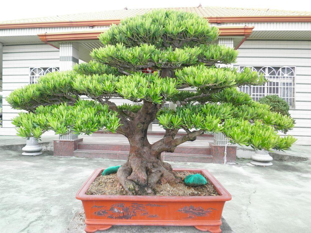 常青树图片