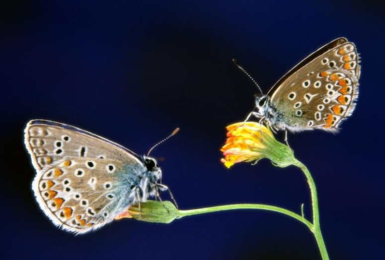 butterfly的中文音译是什么？