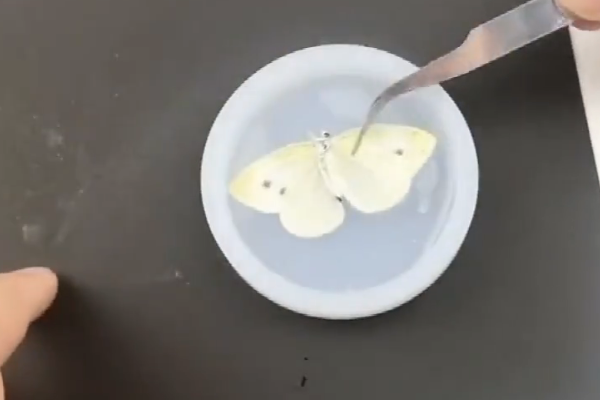 动物标本制作的方法有哪些？
