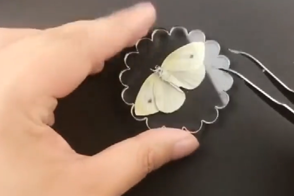 动物标本制作的方法有哪些？