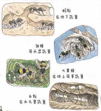 什么是社会性昆虫？