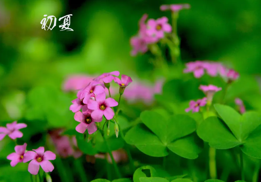 初夏的唯美句子有哪些？